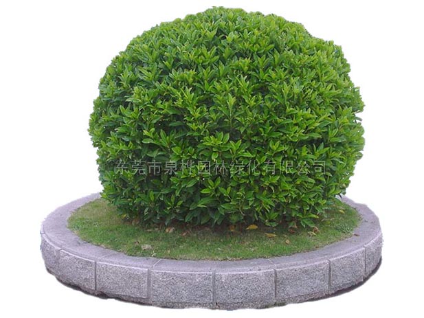 非洲茉莉
