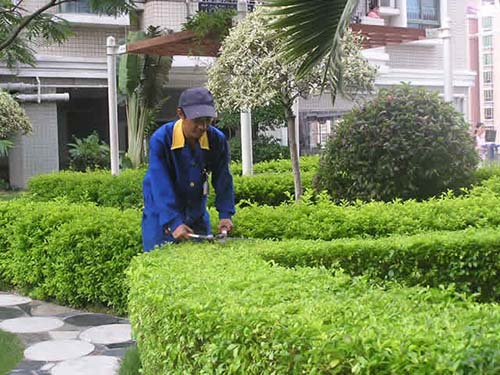 绿化工程养护